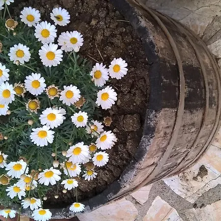 Apartmán Salvanos Ipsos