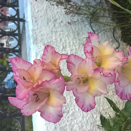 Apartman Salvanos Ípszosz